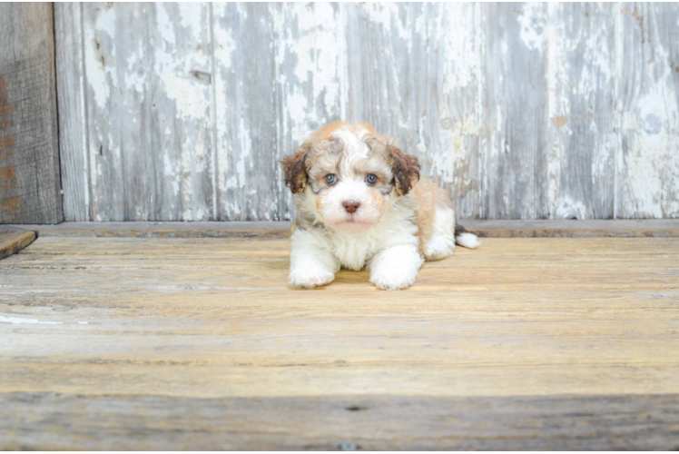 Small Havanese Purebred Pup