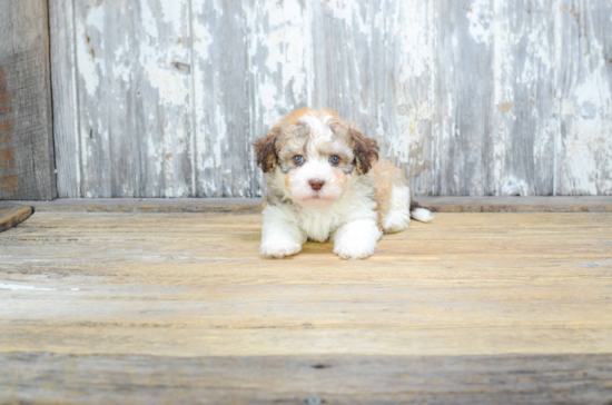 Small Havanese Purebred Pup