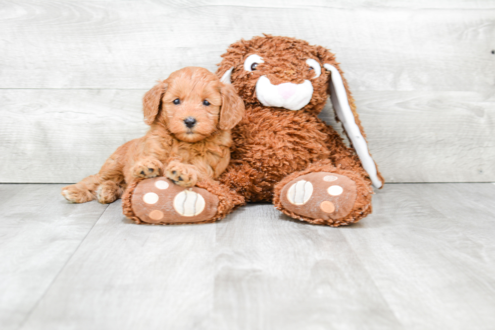 Little Golden Retriever Poodle Mix Puppy