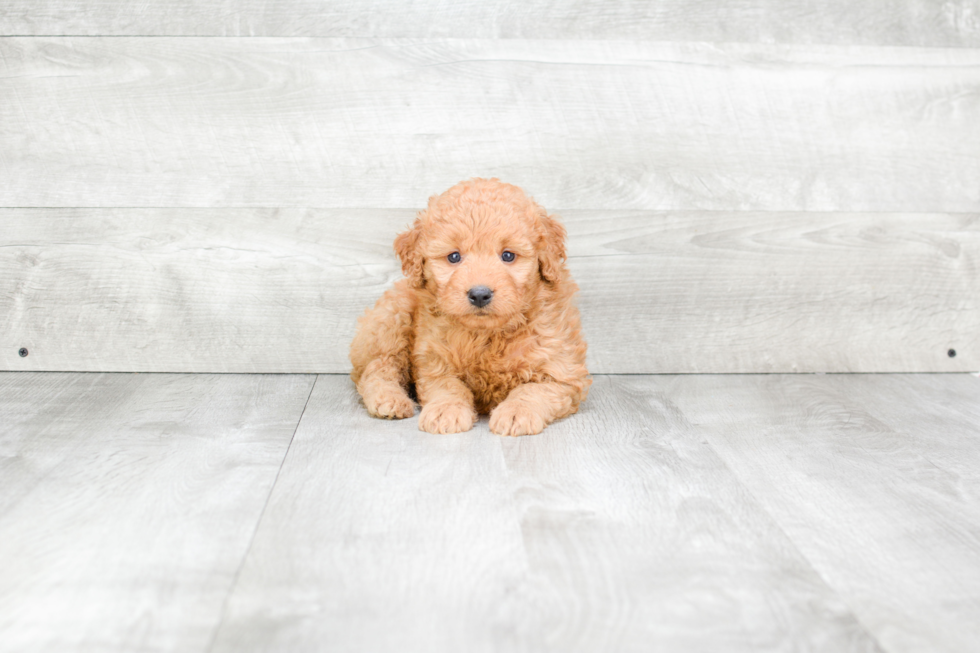 Mini Goldendoodle Pup Being Cute