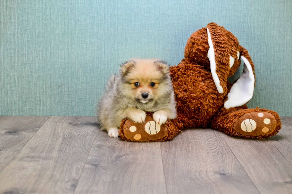 Hypoallergenic Pomeranian Baby