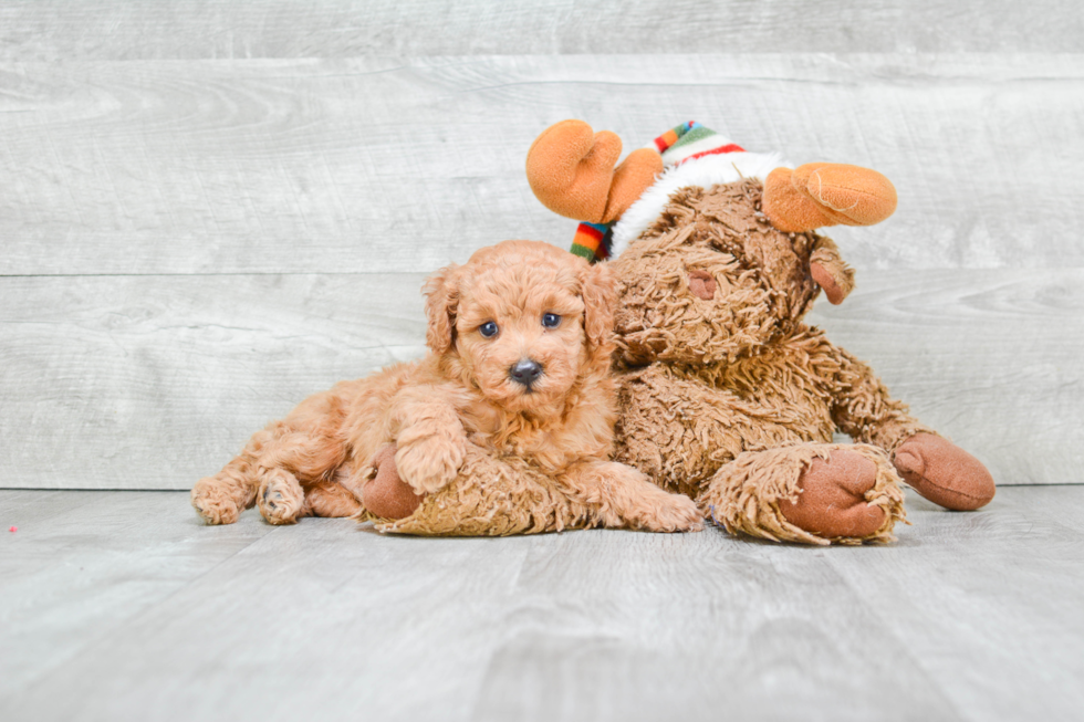 Akc Registered Poodle Purebred Pup