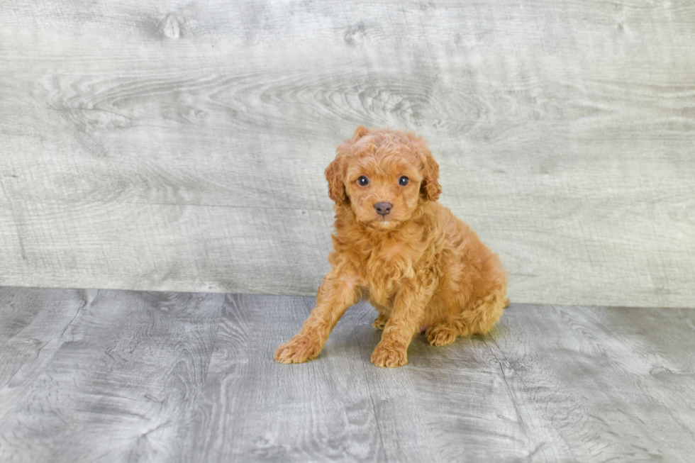 Mini Goldendoodle Puppy for Adoption