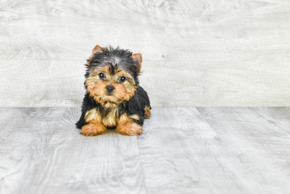 Meet Tinkerbell - our Yorkshire Terrier Puppy Photo 