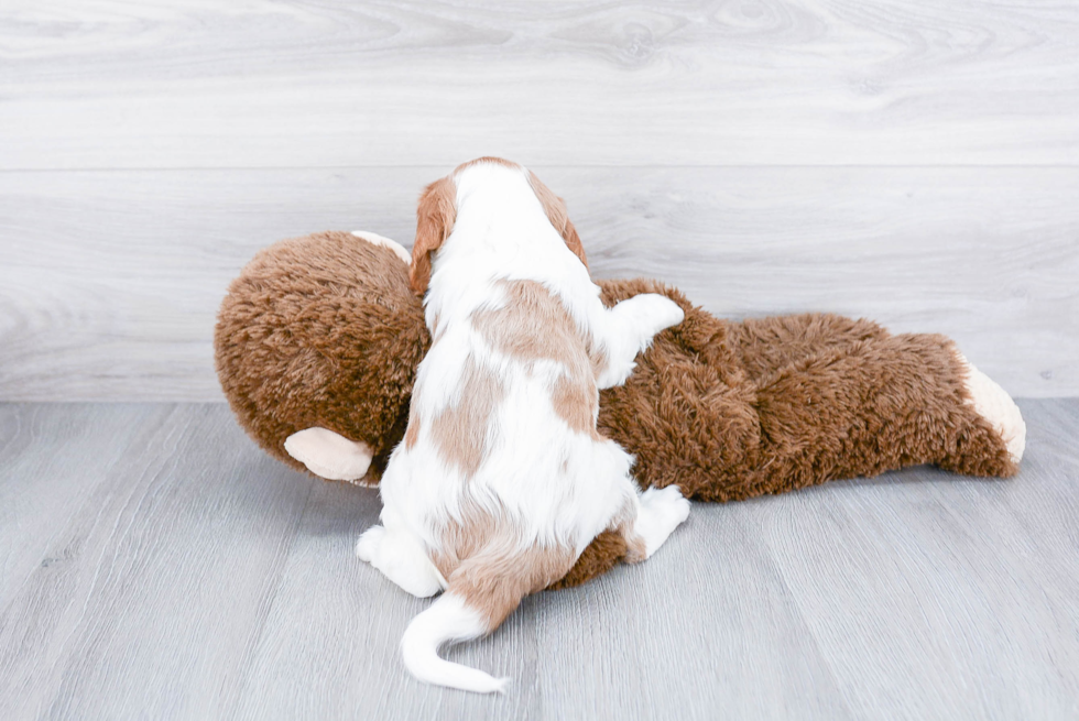 Playful Cavalier King Charles Spaniel Purebred Pup