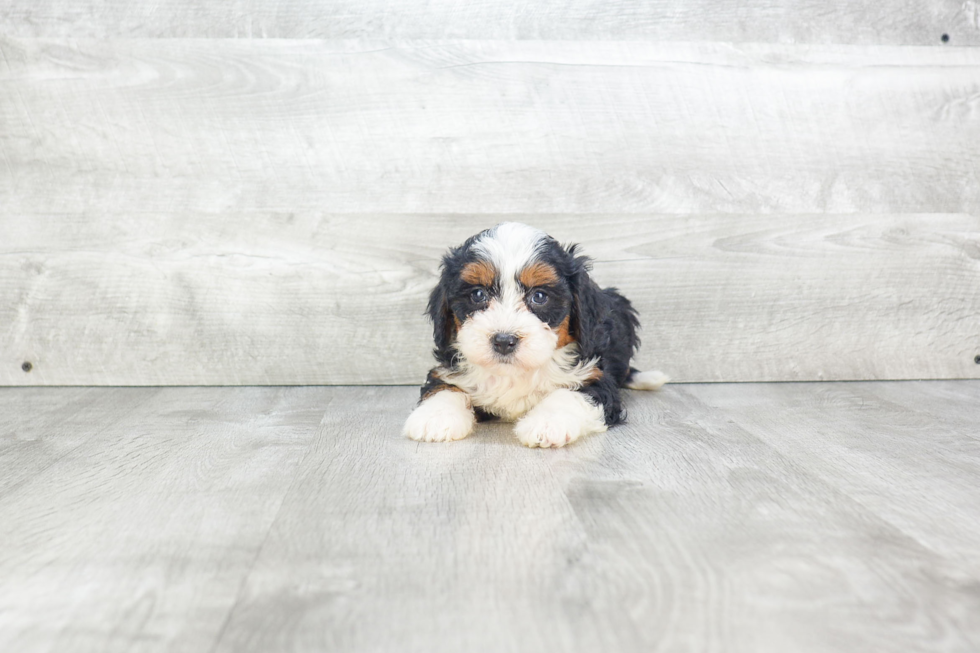 Friendly Mini Bernedoodle Baby