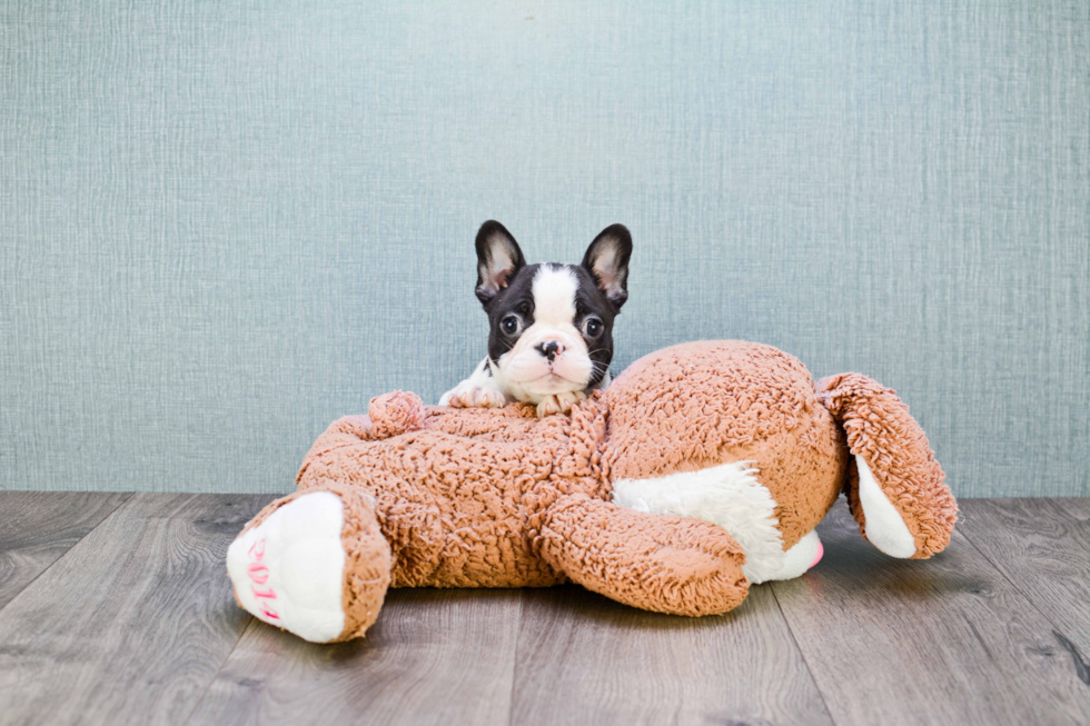 Smart Frenchie Purebred Puppy