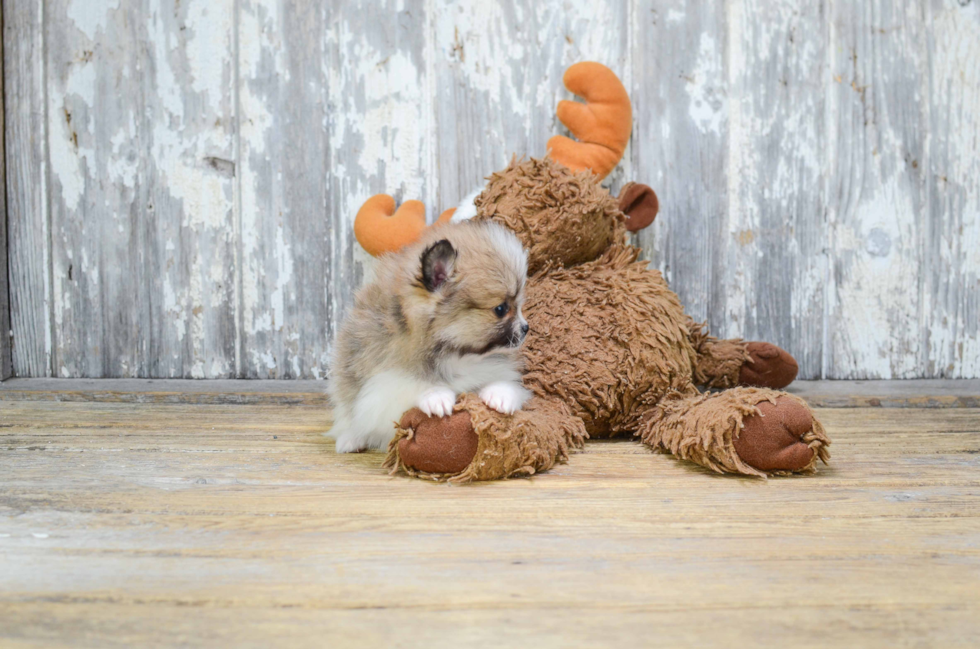 Hypoallergenic Pomeranian Baby