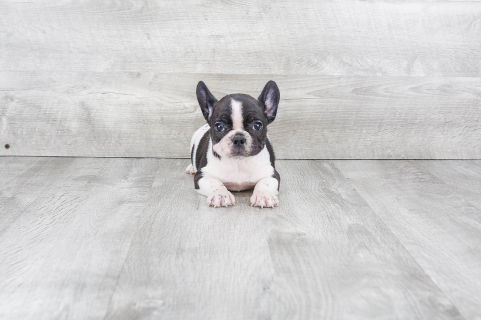 Best French Bulldog Baby