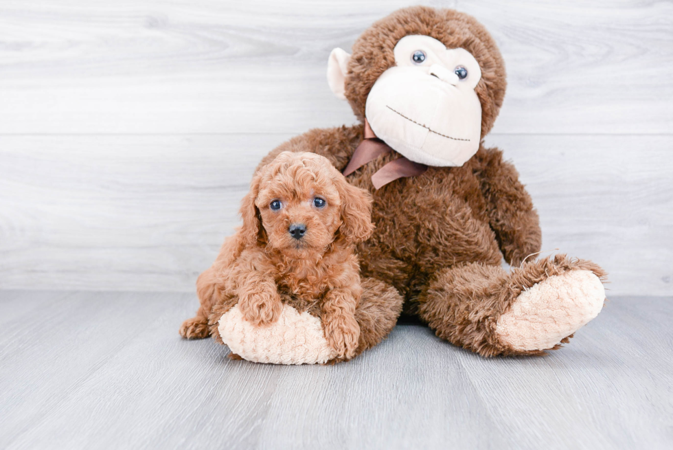 Energetic Cavoodle Poodle Mix Puppy