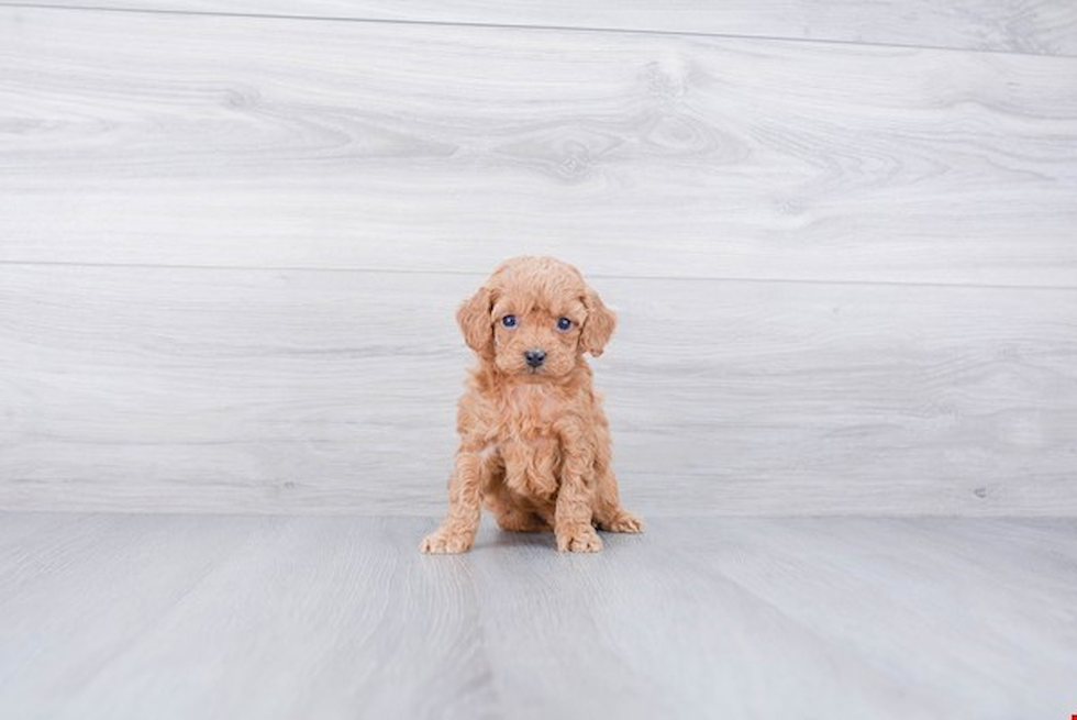 Cockapoo Puppy for Adoption