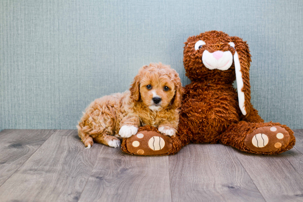 Funny Cavapoo Poodle Mix Pup