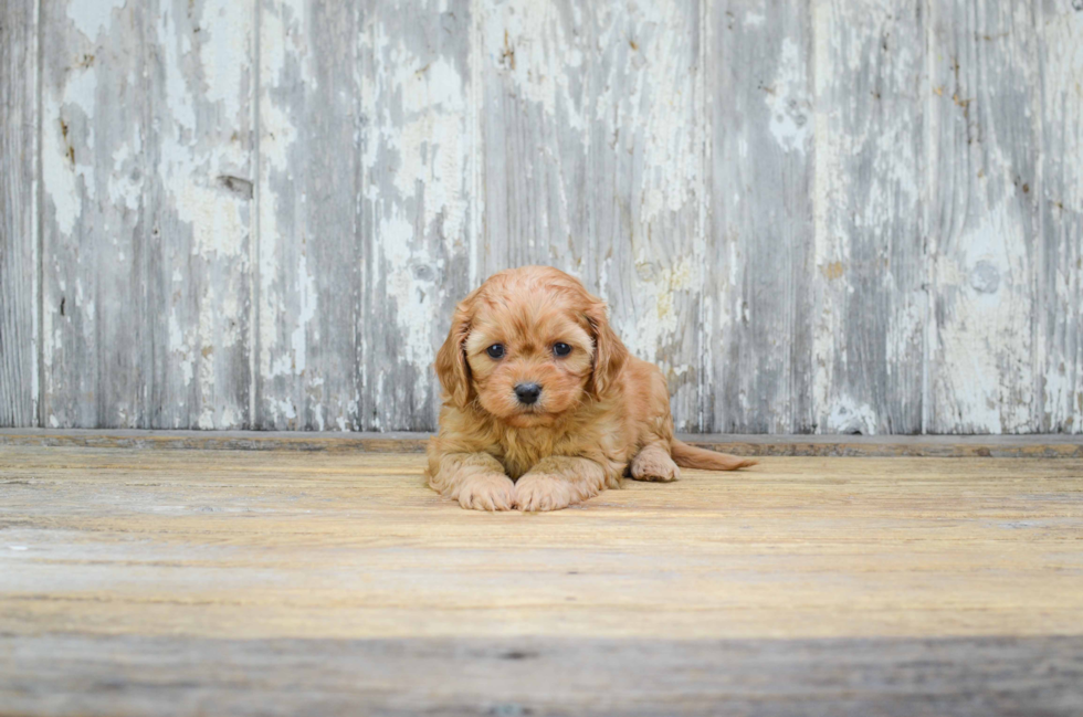 Best Cavachon Baby