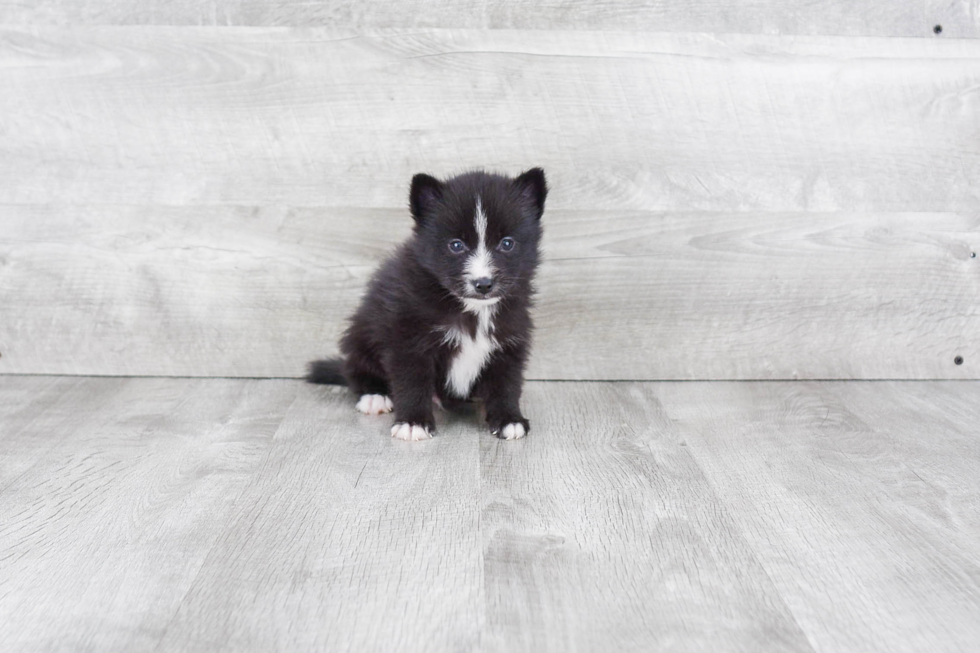 Pomsky Puppy for Adoption