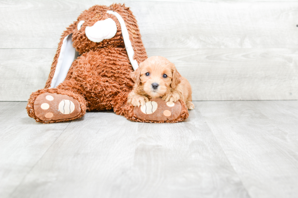 Cavapoo Pup Being Cute