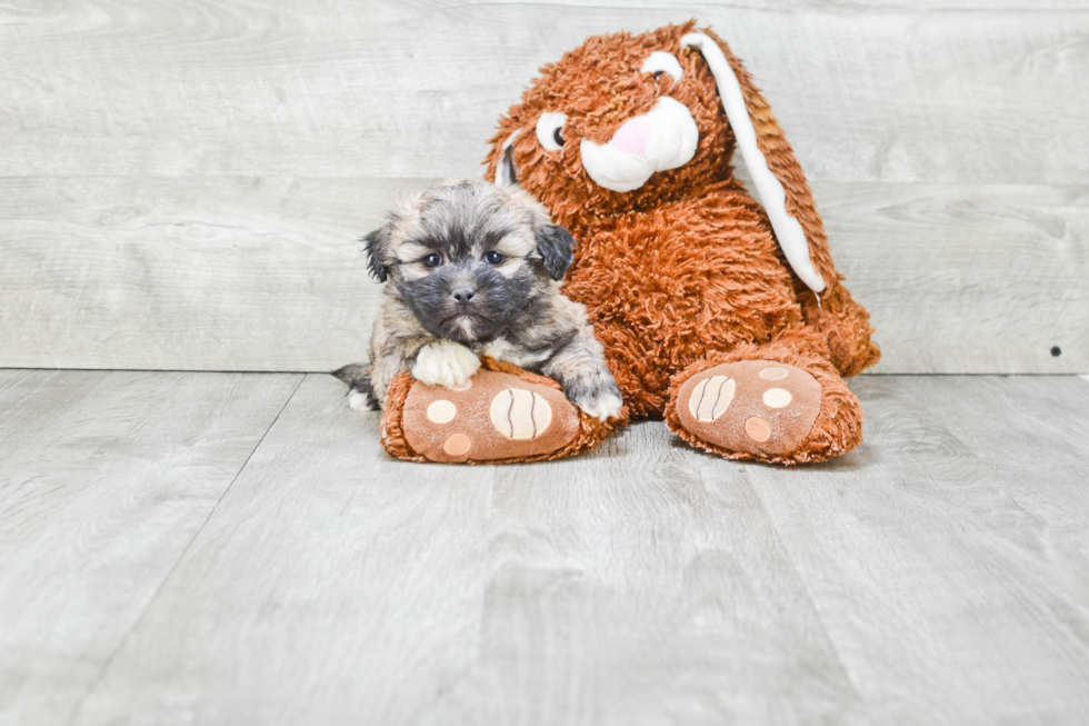 Petite Teddy Bear Designer Pup