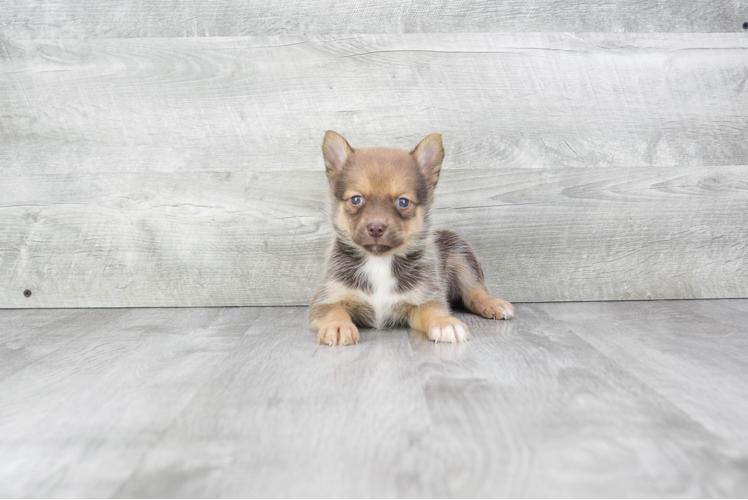 Happy Pomsky Baby