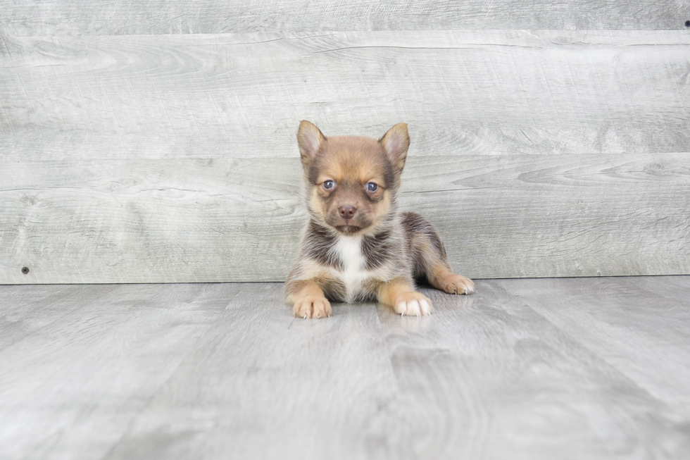 Happy Pomsky Baby