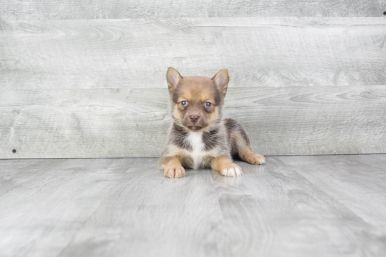 Happy Pomsky Baby