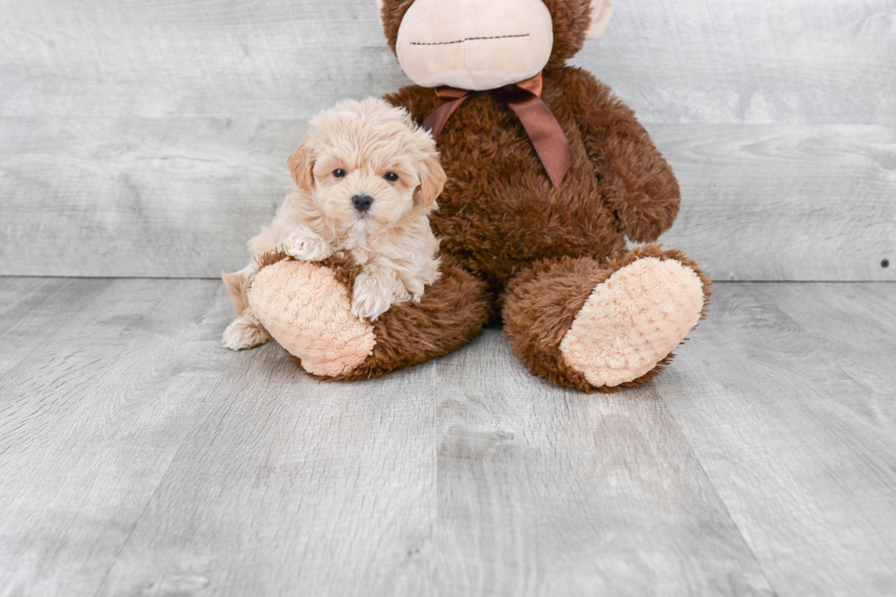 Best Maltipoo Baby