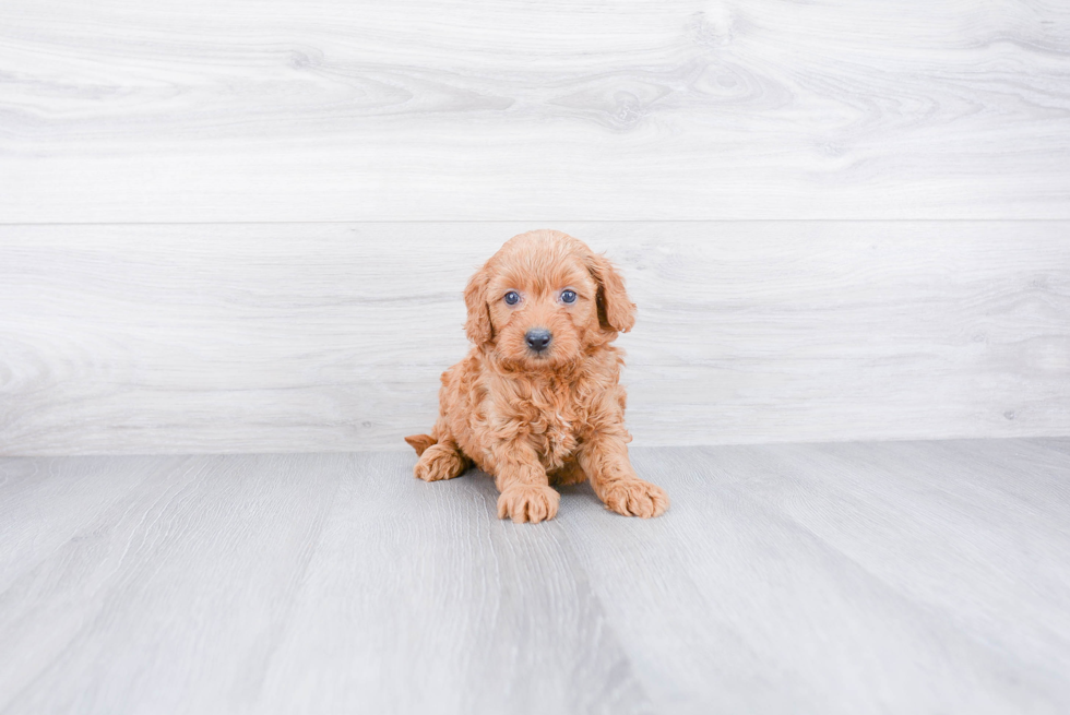 Adorable Golden Retriever Poodle Mix Puppy