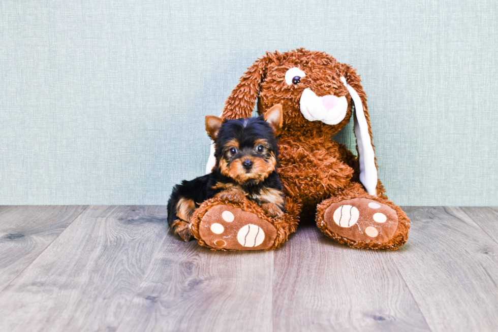 Meet Beckham - our Yorkshire Terrier Puppy Photo 