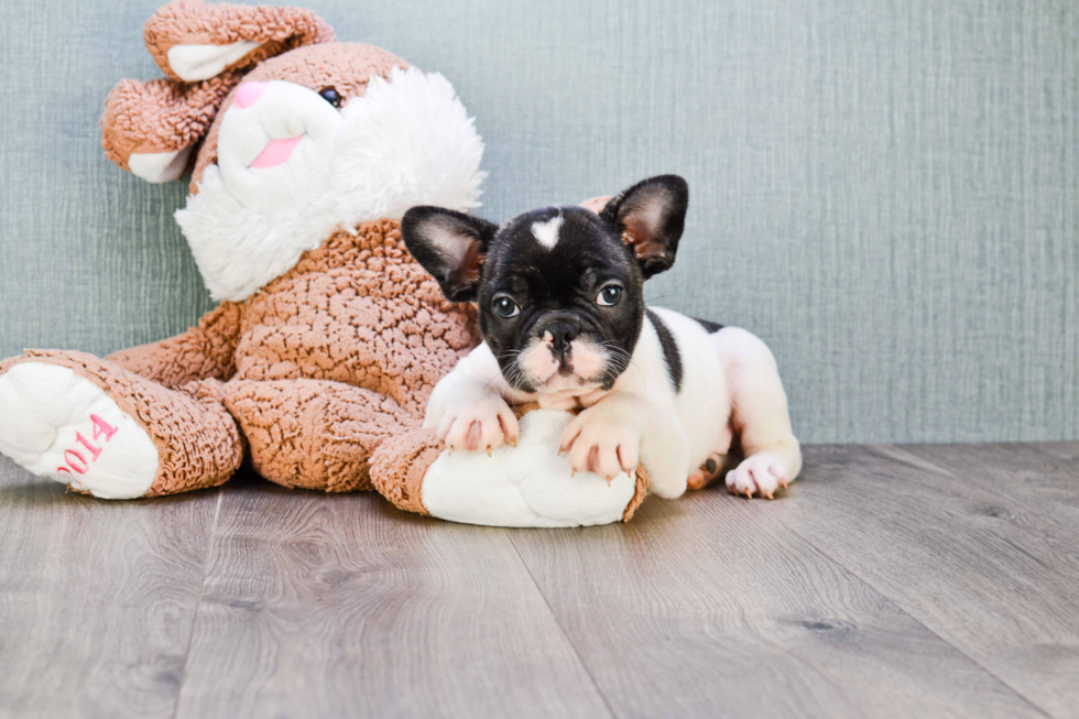 Hypoallergenic French Bulldog Baby