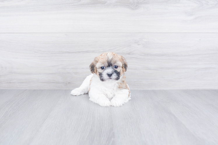 Best Teddy Bear Baby