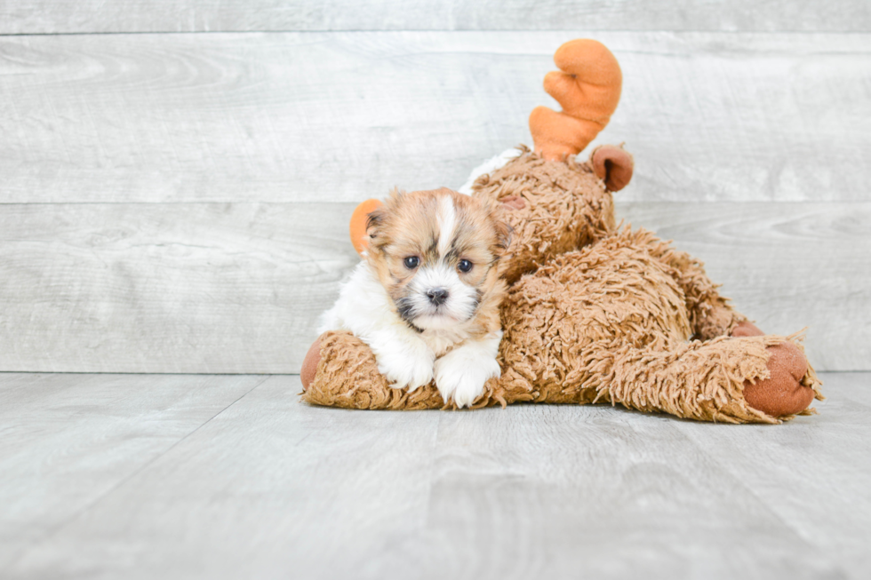 Friendly Teddy Bear Baby