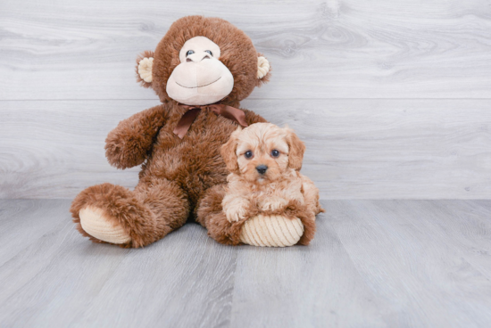 Funny Cavapoo Poodle Mix Pup