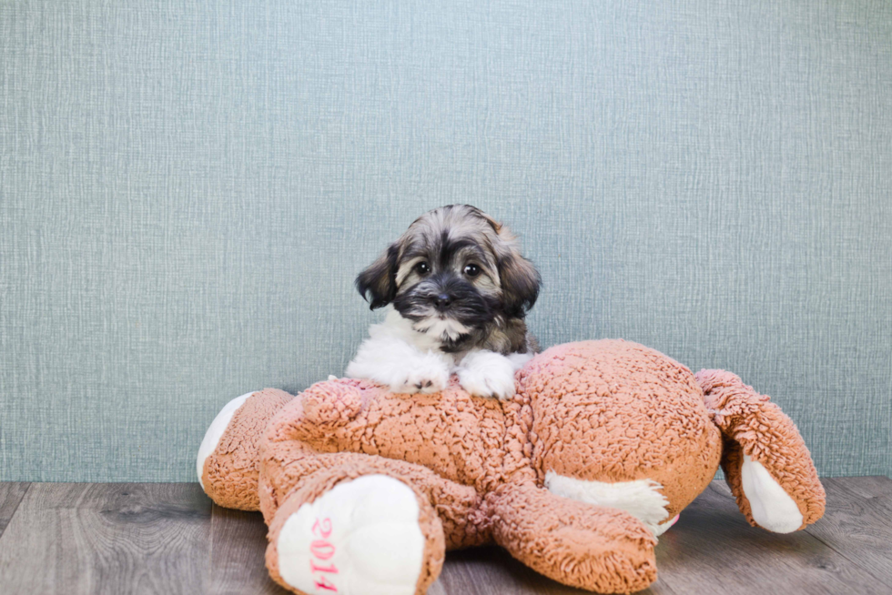 Havanese Puppy for Adoption