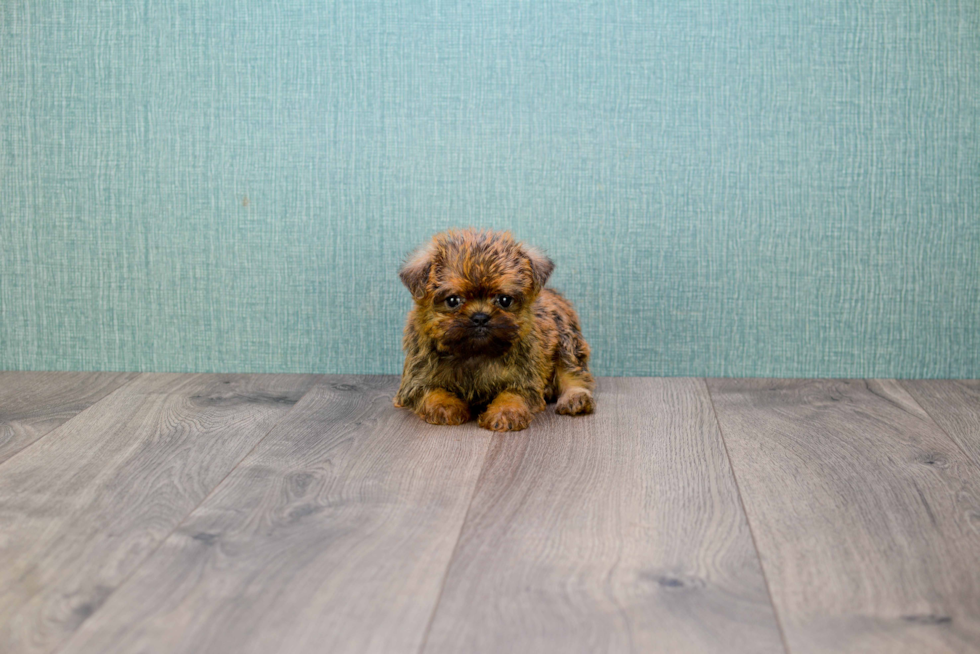 Brussels Griffon Pup Being Cute