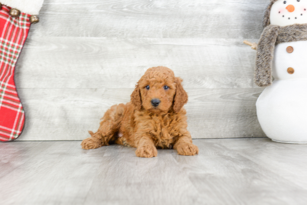 Mini Goldendoodle Puppy for Adoption