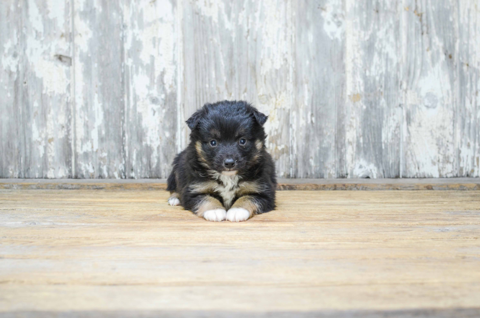 Sweet Mini Aussiedoodle Baby