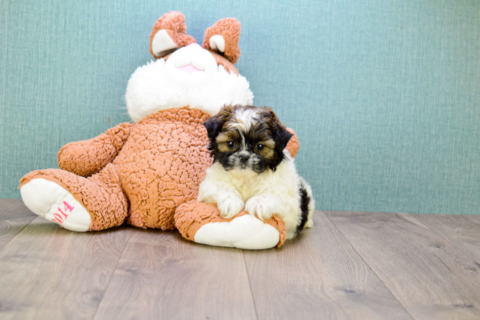 Teddy Bear Pup Being Cute