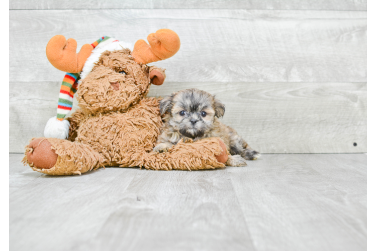 Happy Teddy Bear Baby