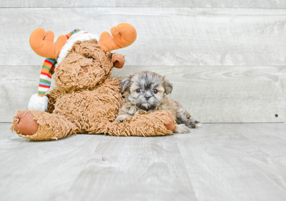 Happy Teddy Bear Baby