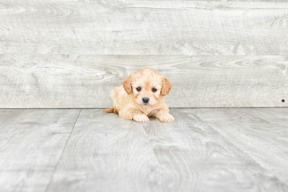 Petite Cavachon Designer Pup