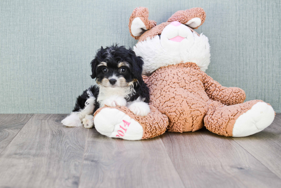 Cavachon Pup Being Cute