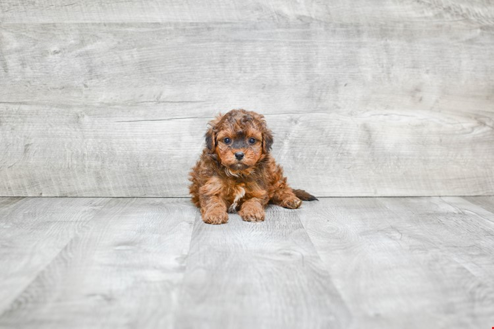 Playful Mini Berniedoodle Poodle Mix Puppy