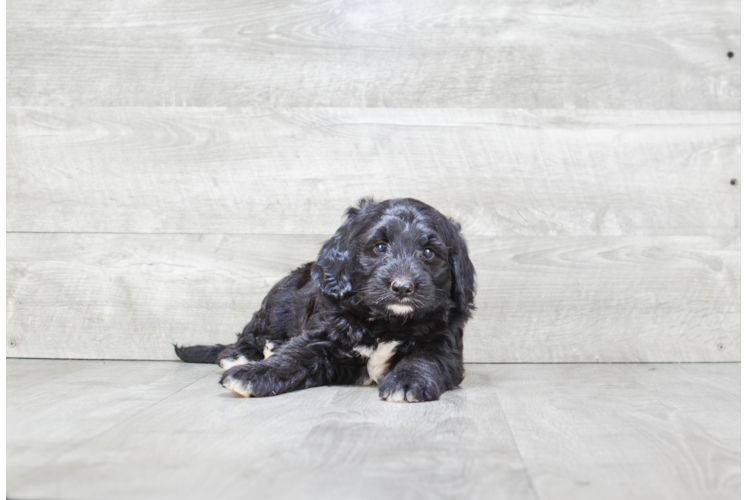 Fluffy Mini Bernedoodle Poodle Mix Pup