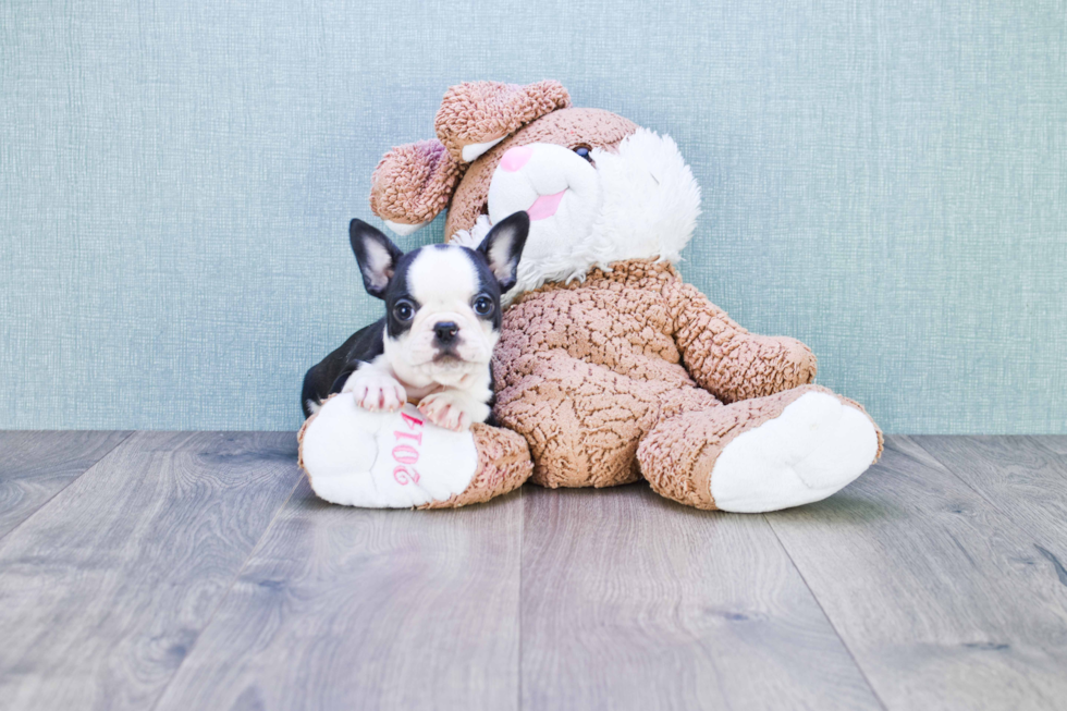 Best French Bulldog Baby