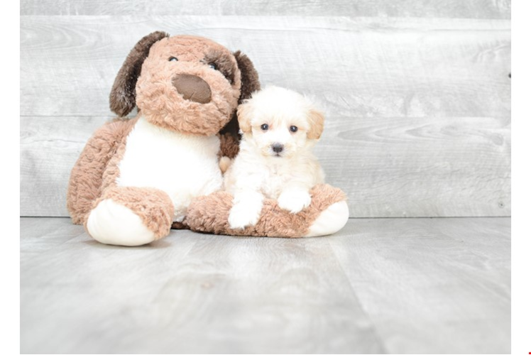 Maltipoo Pup Being Cute