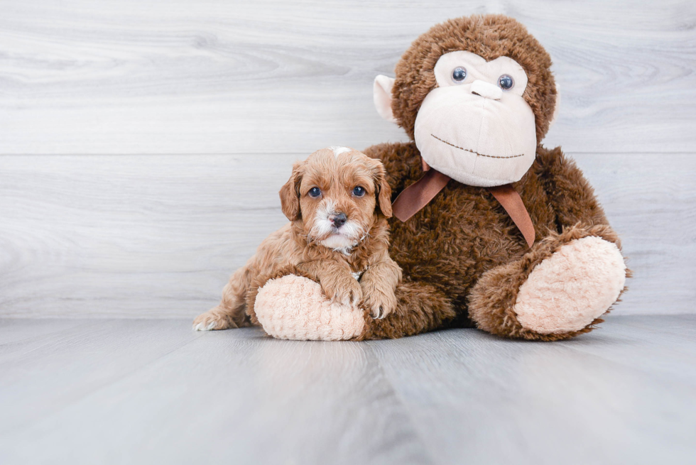 Playful Cavoodle Poodle Mix Puppy