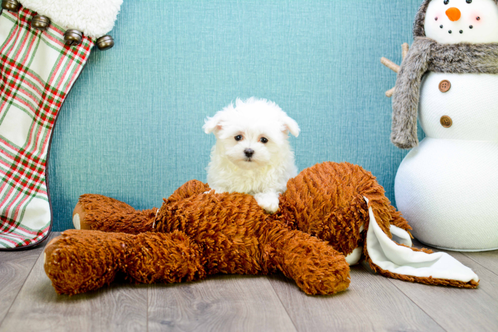 Petite Maltese Purebred Puppy