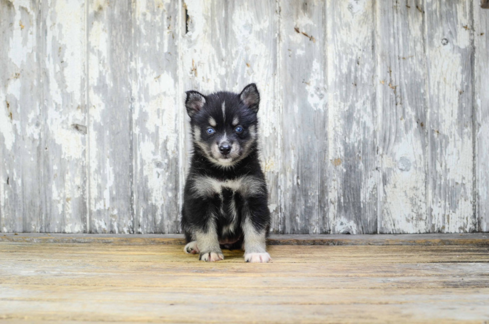 Pomsky Puppy for Adoption