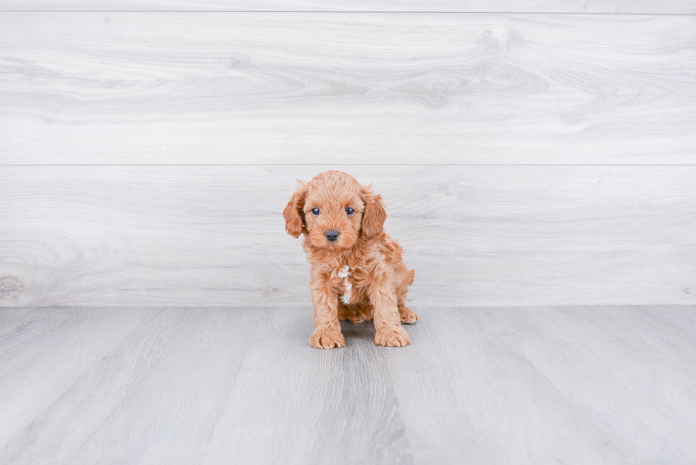 Cavapoo Pup Being Cute