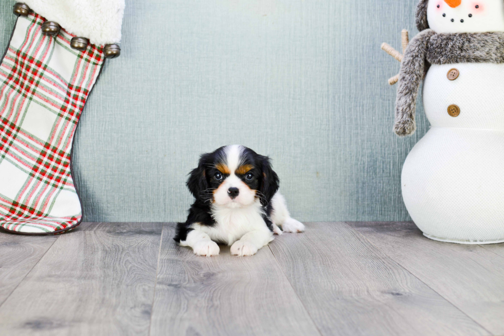 Best Cavalier King Charles Spaniel Baby