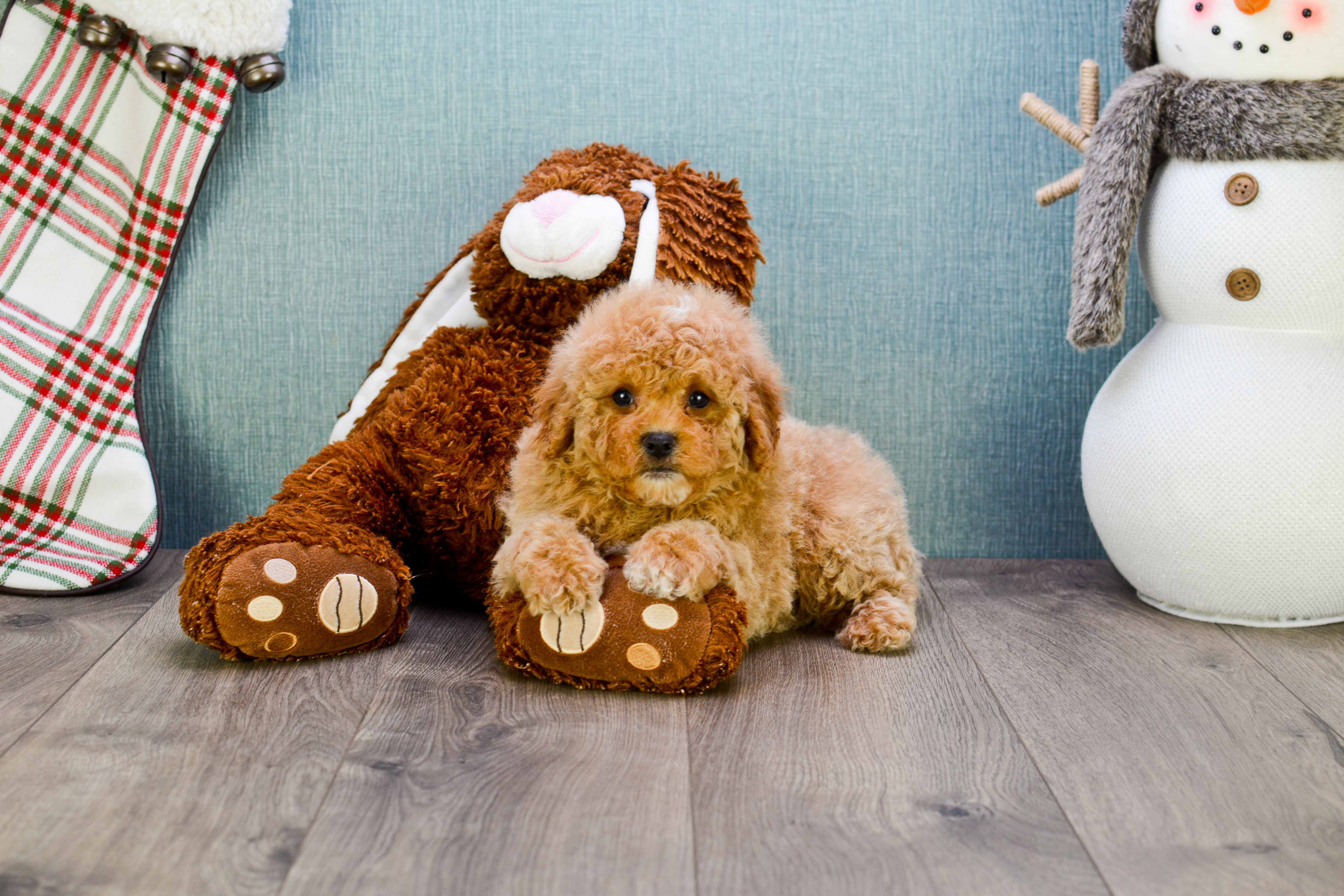Best Mini Goldendoodle Baby