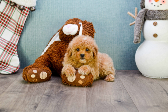 Best Mini Goldendoodle Baby